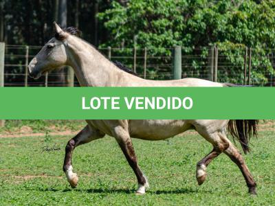 LOTE 010 - CHICHARRA 3606 DA TRADIÇÃO