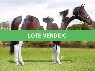 LOTE 015 - CATS DIAMOND