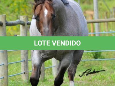 LOTE 100 - METALLIC REY STAR 4M (Coberturas)
