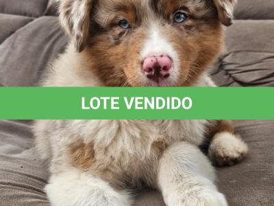 LOTE 099 - RED BOY YBJ