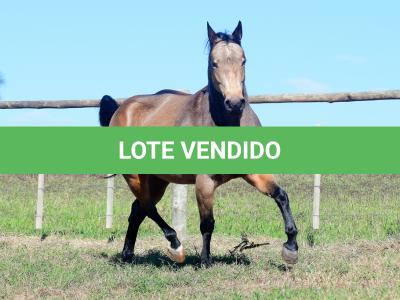 LOTE 001 - REYNA SHINER MIL