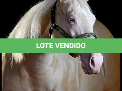 LOTE 002 - BUENA DIAMOND JPJ (Ventre Livre)