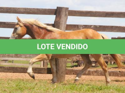 LOTE 008 - DOMINÓ