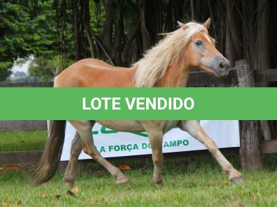 LOTE 003 - VIOLETA
