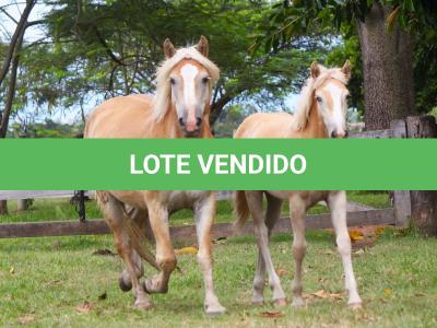 LOTE 001 - XUXA (3x1)