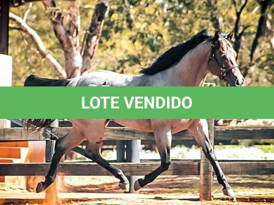 LOTE 002 - BLACKSMITH FAME BG (Coberturas)