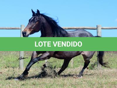 LOTE 006 - PEROLA HANCOCK SMR