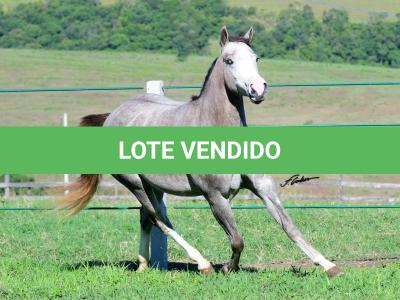 LOTE 018 - ROOSTER BILLY GRAY
