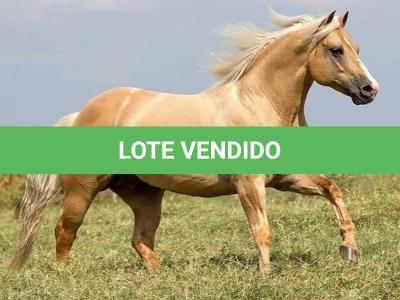 LOTE 016 - GENUINE RED QUINCY (Coberturas)