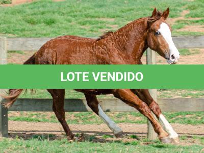 LOTE 004 - KYLIAN DA CAPIVARA