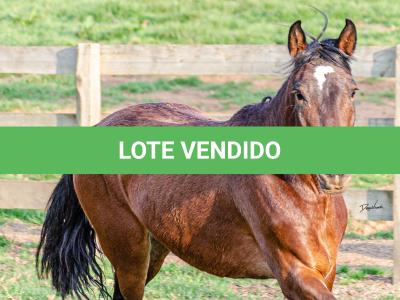 LOTE 011 - NIAZZI TARRAFA