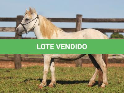 LOTE 006 - FADINHA