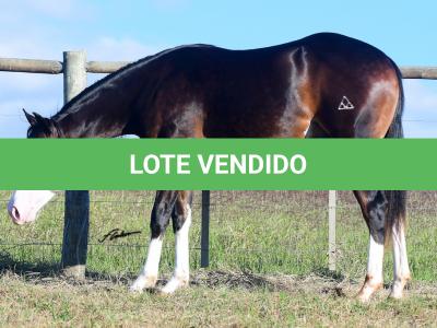 LOTE 011 - SEVERUS BOY MIME