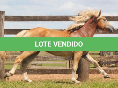 LOTE 008 - DOMINÓ