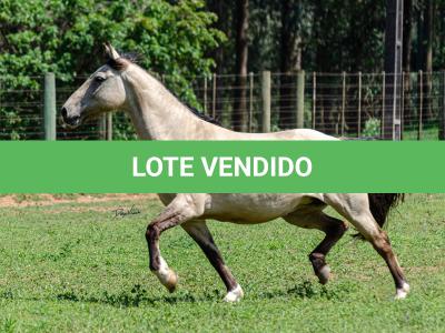 LOTE 010 - CHICHARRA 3606 DA TRADIÇÃO