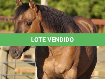 LOTE 008 - SIMBA DUN'IT MIME