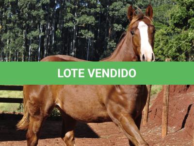 LOTE 021 - JOHN CAT GUN CDA