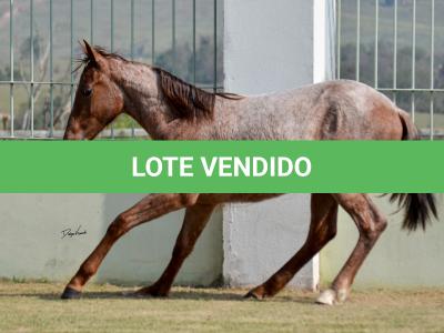 LOTE 003 - JACK DOC BEE