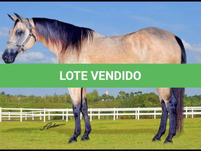 LOTE 001 - SUZIE Q DUN IT (Ventre Livre)