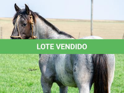 LOTE 009 - FACÃO DO RIO DA ONÇA