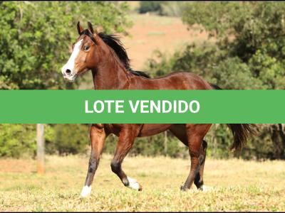 LOTE 009 - BINGO LIL PEP