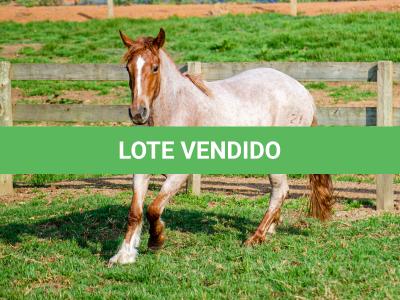 LOTE 016 - JARARACA DA CAPIVARA