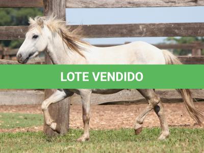 LOTE 009 - MILK SHAKE