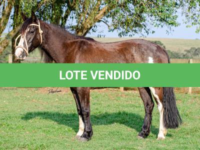 LOTE 013 - BELLE OCASION