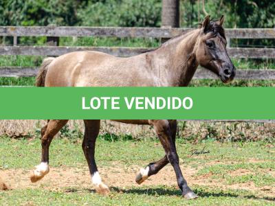 LOTE 015 - LOS MOIRONES IANSÃ