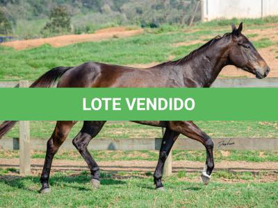 LOTE 008 - INDIAN BOONSMAL SN