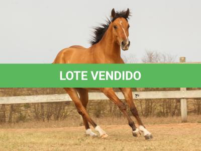 LOTE 008 - DEFENDER THE GUNS