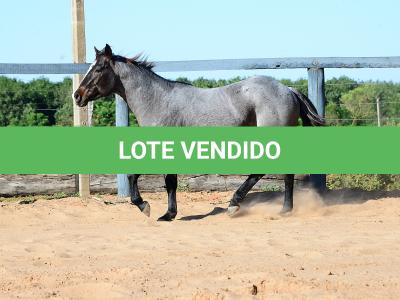 LOTE 100 - ONCE IN METAL (Coberturas)