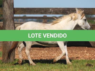 LOTE 006 - FADINHA