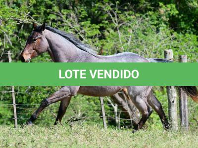 LOTE 014 - STARLIGHT SPARK Z