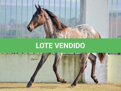 LOTE 022 - JACK PEP KEYS