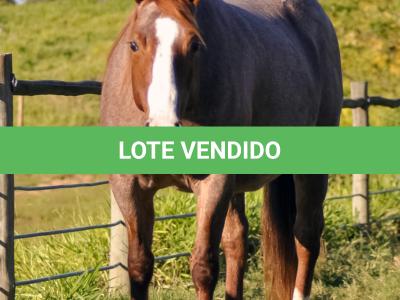LOTE 002 - INDUTORA PISTOL AJS