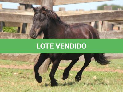 LOTE 001 - TOY