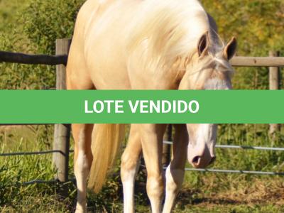 LOTE 010 - LINUX BOY MIME
