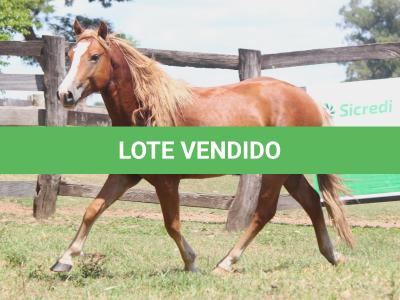LOTE 016 - TORNADO