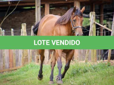 LOTE 004 - TINA OKIE WINPY  (2x1)