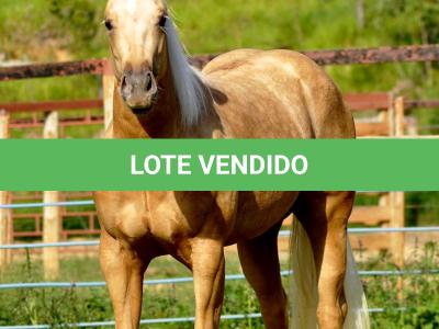 LOTE 007 - AYLA SHINNING GUN