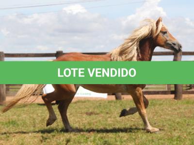LOTE 010 - GALÃ
