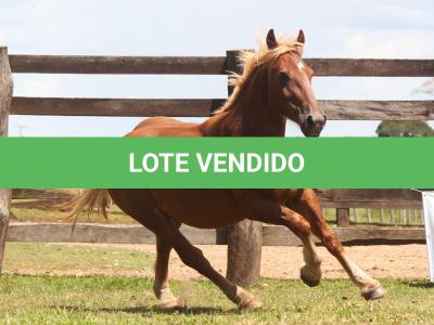 LOTE 011 - ARTILHEIRO