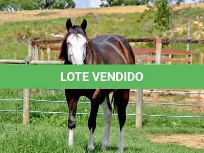 LOTE 011 - SEVERUS BOY MIME