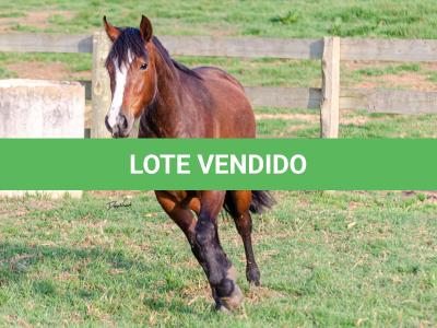 LOTE 002 - JOIA DA CAPIVARA