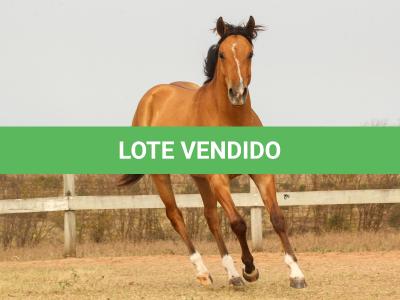 LOTE 008 - DEFENDER THE GUNS