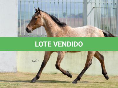 LOTE 019 - GAUCHO HICKORY