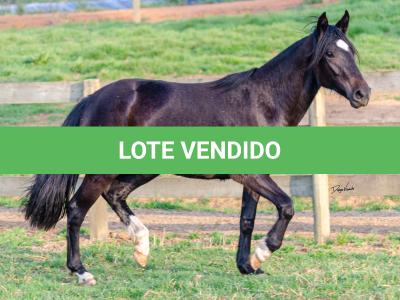 LOTE 006 - KALUNGA DA CAPIVARA