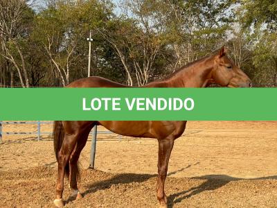 LOTE 018 - SPIRIT HANCOCK