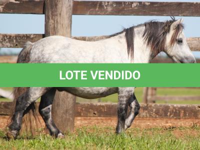LOTE 015 - TOQUINHO